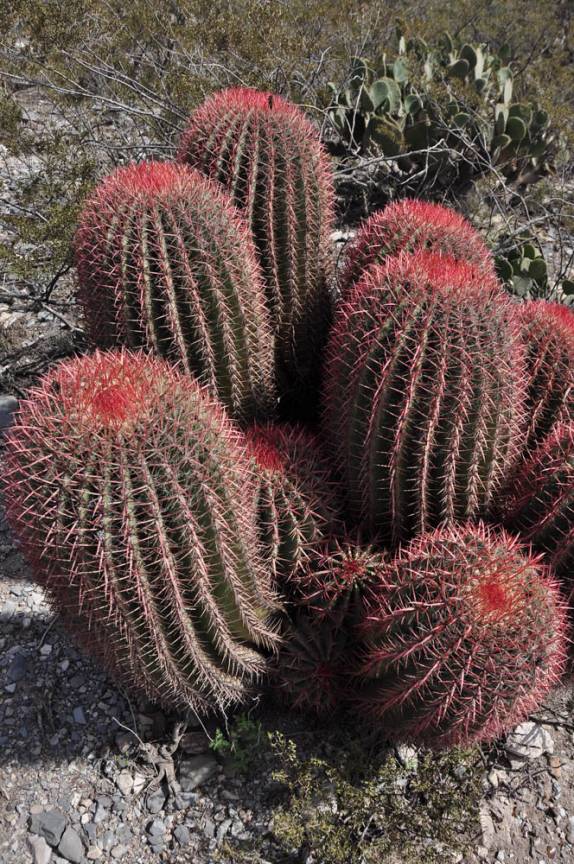 Um belo cactus no deserto da região de Real de Catorze, Pueblo Mágico ao norte do México